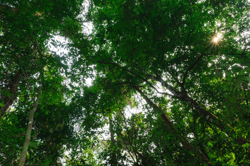 arbol