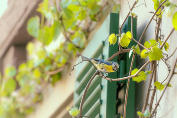 Blue tits birds on a vine branch