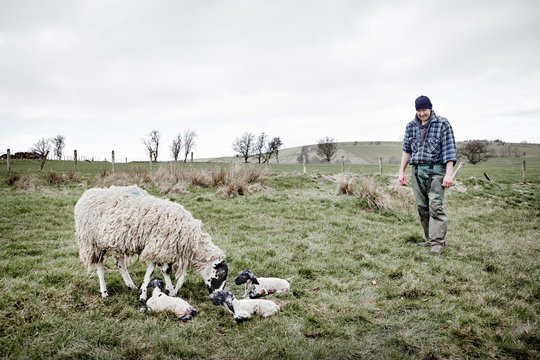 A shepherd watches over a ewe and newborn lambs