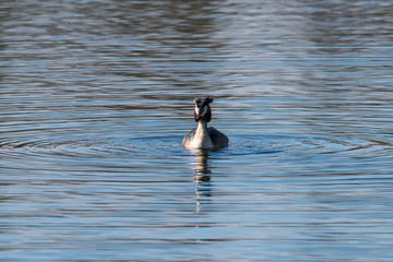 Great crested grebe in a pond 