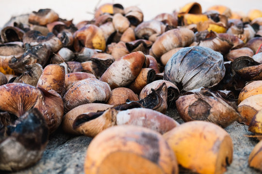Coconut shells