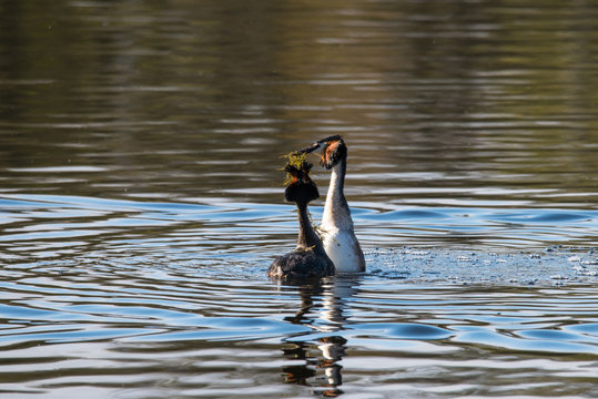 Great crested grebe dancing and mating