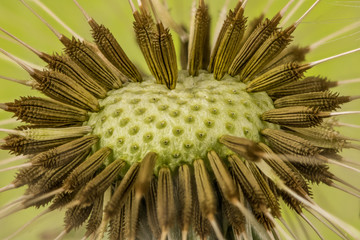 Naklejka na ściany i meble Inflorescence of dandelions. Concept extreme macro photographs of plants.