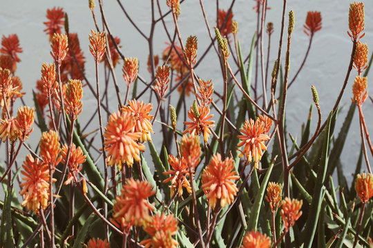 Large Aloe Vera Plants Covered In Bright Orange Blossoms