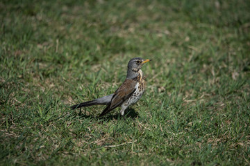 Fieldfare looking för worms