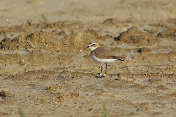 bird in the desert