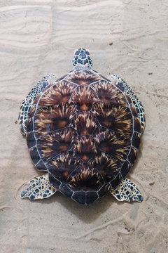 Turtle