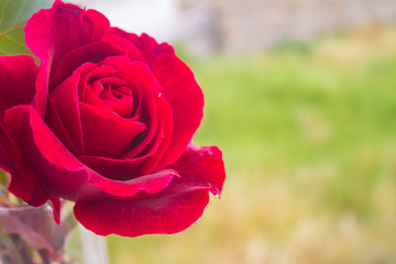 Red open fresh rose macro with green background