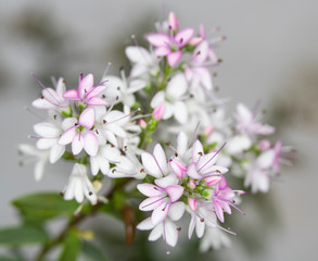 Small Pretty Pink and White Little Flowers Close up Macro