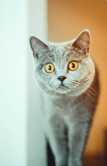 British shorthair gray  cat. Image of funny curious animal, charming young british cat