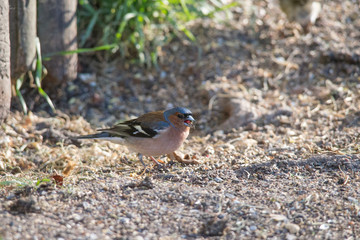 Chaffinch sits in front of a picket fence on the ground looking for food