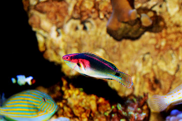 Exquisite Fairy Wrasse - (Cirrhilabrus exquisitus)