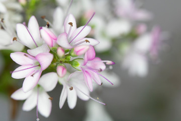 Small Pretty Pink and White Little Flowers Close up Macro