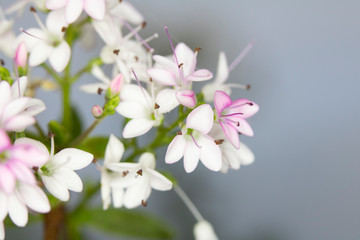 Small Pretty Pink and White Little Flowers Close up Macro