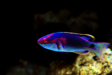 Exquisite Fairy Wrasse - (Cirrhilabrus exquisitus)