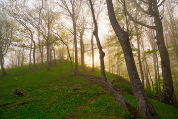 Mountain summer. Fairy misty forest, sunset