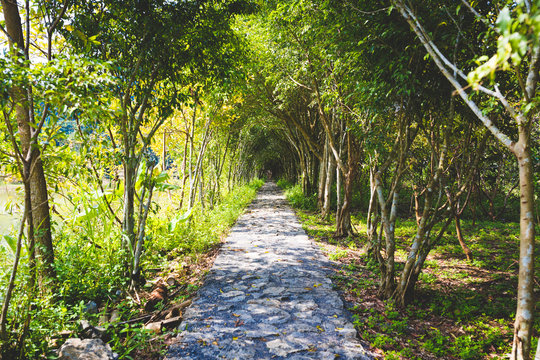 Fototapeta A long straight path down a tunnel of trees