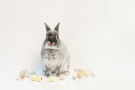 Small grey rabbit with speckled eggs
