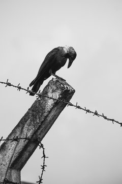 Perched crow
