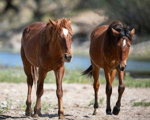 Wild Horses