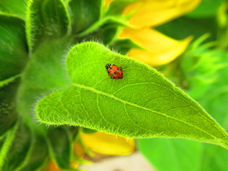 Ladybug on a Leaf