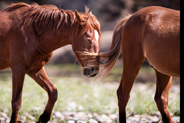Wild Horses
