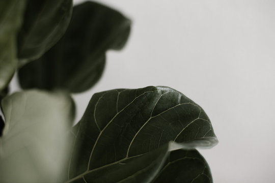 Moody Fiddle Leaf Fig Plant