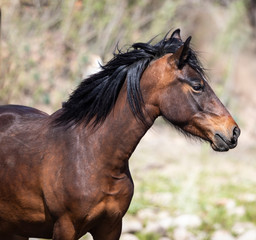 Fototapeta premium Wild Horses
