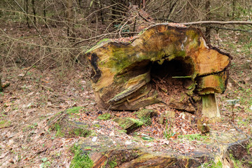 Old leafless tree felled in forest, stump covered with moss - 266408404