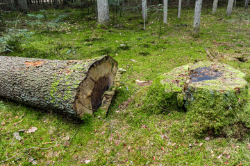Old tree chopped in forest, stump covered with moss - 266408410
