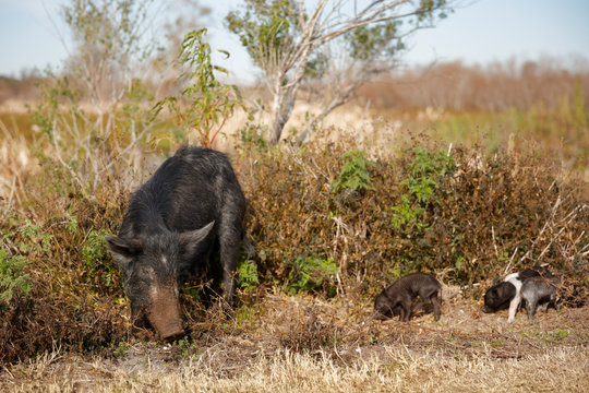 Wild boar
