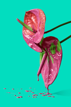 Anthurium flowers on a green background with paint drips