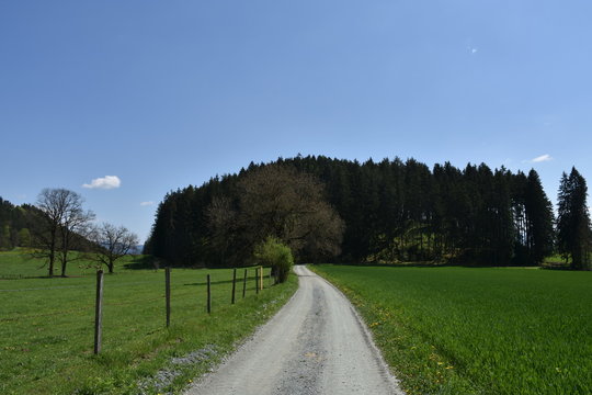 Wiese, Feldweg, Natur, Feld, Frauenstein, K&auml;rnten, Jahreszeit, Fr&uuml;hling, wachsen, bl&uuml;hen gedeihen, Weg, Stra&szlig;e, Ferne, Infrastruktur, Wald, H&uuml;gel, Baum, Ast, &Auml;ste, Ge&auml;st, Blatt, Bl&auml;tter, sprie&szlig;en, Zau