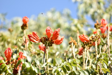 Red Flowers and Hummingbird in the Sky
