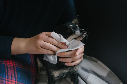Russian Toy Terrier at home