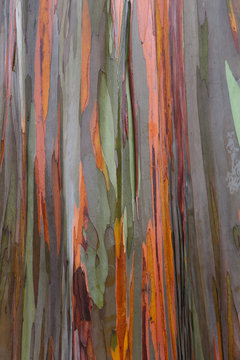 Detail of eucalyptus tree, Kauai, Hawaii