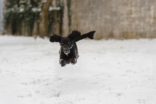 Happy black puppy plays in her snowy backyard