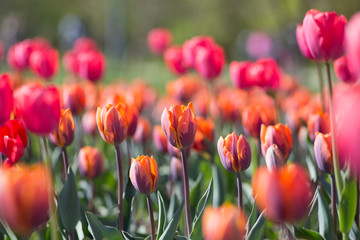 Red and orange tulips are beautiful and tender