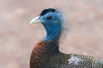 Great Argus Pheasant (Argusianus argus), Native to Southeast Asia