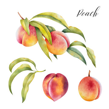 Hand drawn illustration of peaches on a branch with leaves. Set of watercolor isolated farm fresh fruit.