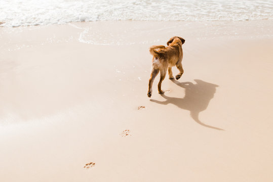 golden retriever dog on beach