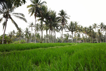 Rice fields, green grass. Bali ,Indonesia. bright nature background.