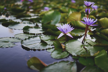 Water lilies blooming in the morning