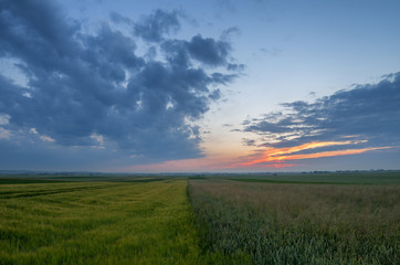 sunset over green field