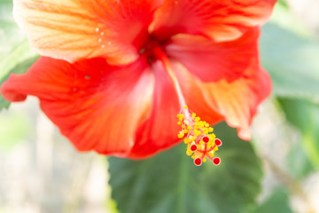 Fototapeta premium hibisco