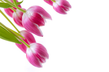 Pink tulips isolated on white background.Spring greeting card.