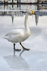 Swan trying to walk on the slippery ice on lake Tjornin in Reykjavik, Iceland, with the city's reflection in the background