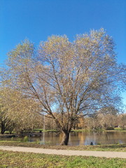 autumn landscape with trees