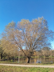 Obraz premium autumn landscape with trees