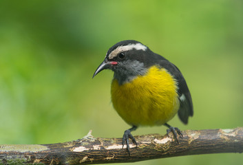 Bananaquit